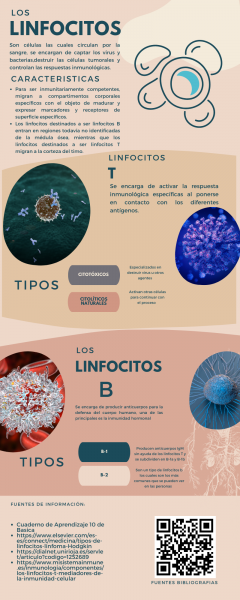 Archivo:Infografía Linfocitos .png