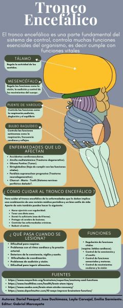 Archivo:Tronco Encefálico.jpg