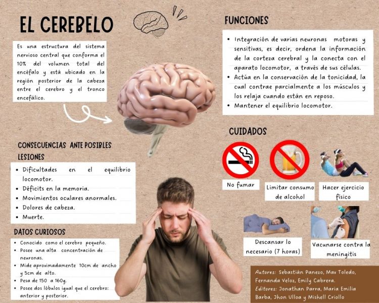 Archivo:EL CEREBELO.jpg