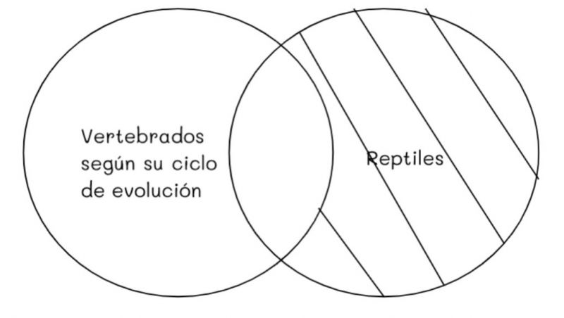 Archivo:Mentefacto vertebrados 10.jpg