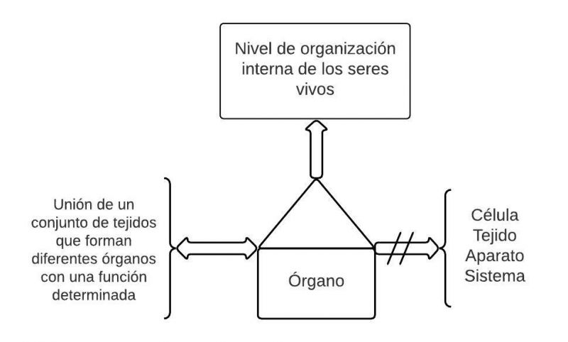 Archivo:Pseudomentefacto organos.jpg