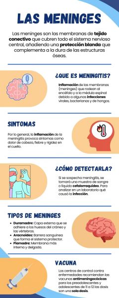 Archivo:Infografía Meninges.jpg