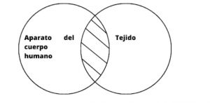 Tejido .jpg