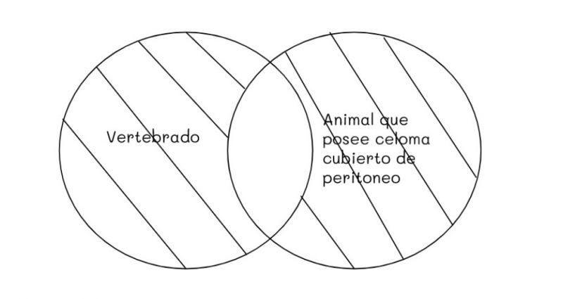 Archivo:Mentefacto vertebrados 2.jpg