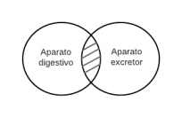 Ningún aparato digestivo es aparato excretor.
