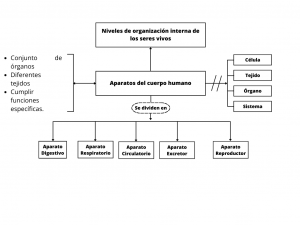 Aparato del cuerpo humano.png