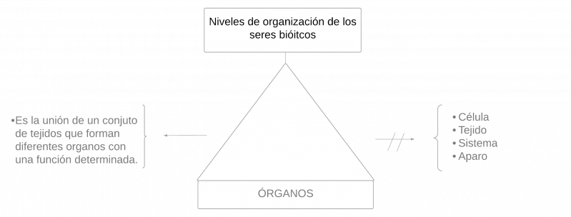 Archivo:Pseudomentefacto órgano1.png