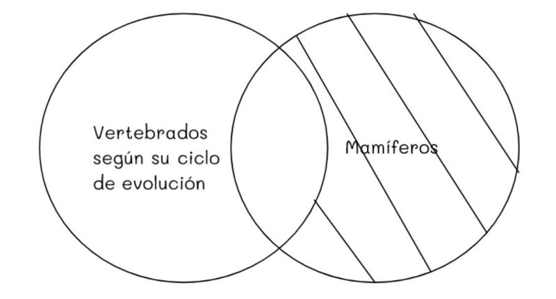Archivo:Mentefacto vertebrados 13.jpg