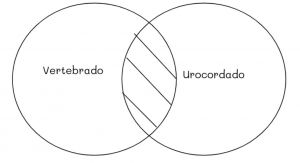 Mentefacto vertebrados 7.jpg