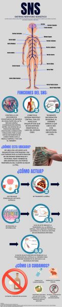 Archivo:Infografía SNS.jpg