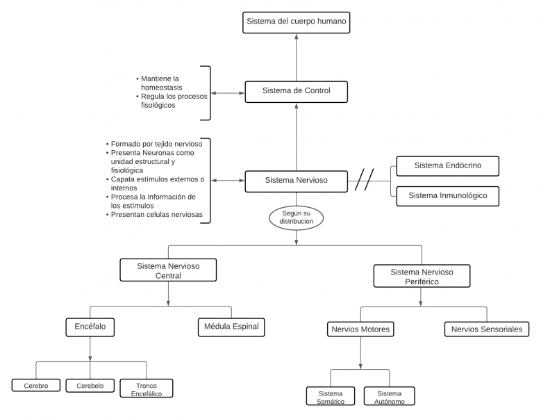 Archivo:Mentefacto Conceptual Sistema Nervioso .png