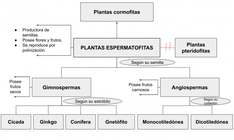 Archivo:MENTEFACTO ESPERMATOFITAS.png