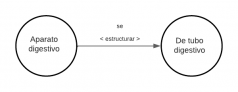 Todo aparato digestivo se estructura del tubo digestivo.