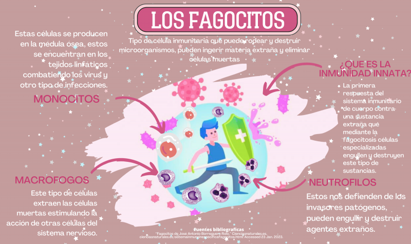 Archivo:FAGOCITOS INFORGRAFIA.png