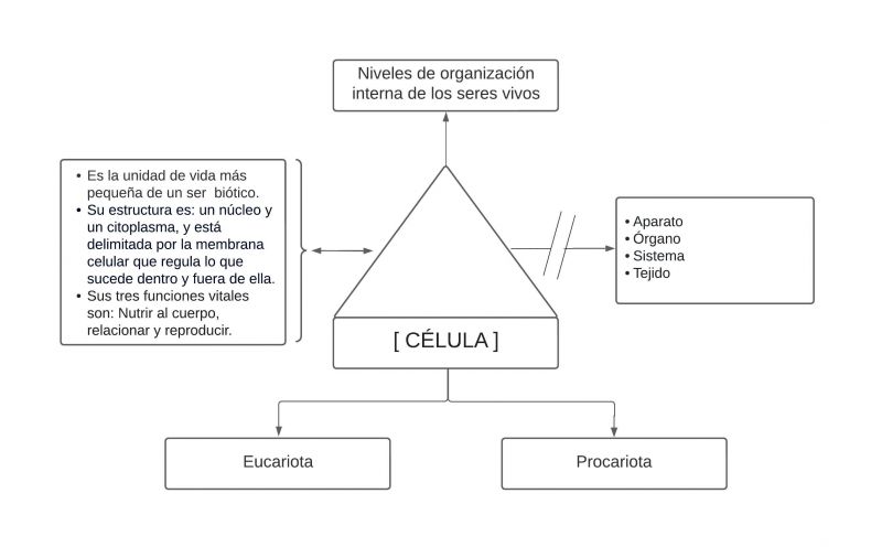 Archivo:Pseudomentefacto célula.jpg