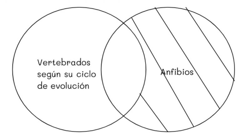 Archivo:Mentefacto vertebrados 9.jpg