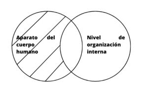 Conjunto de órganos .jpg