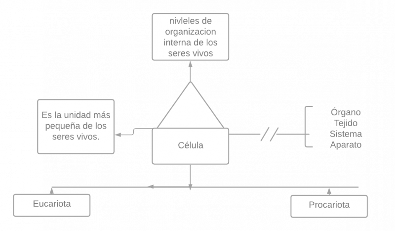 Archivo:Pseudomentefacto la célula.png