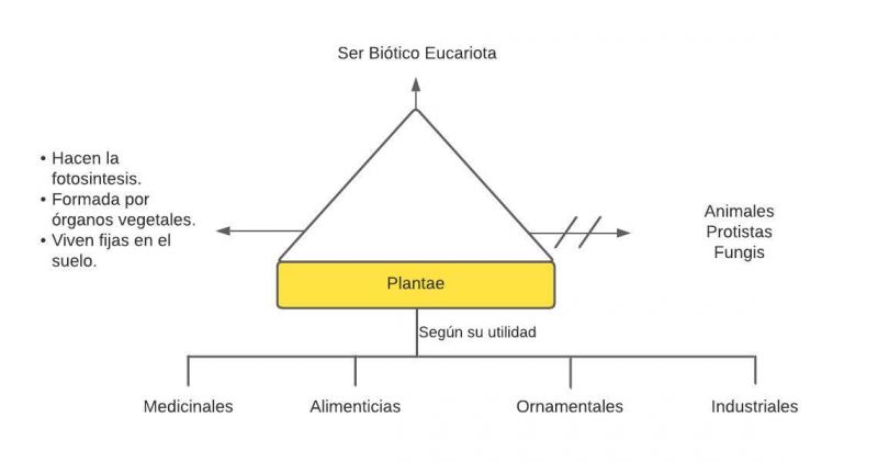 Archivo:Plantas (1).jpg