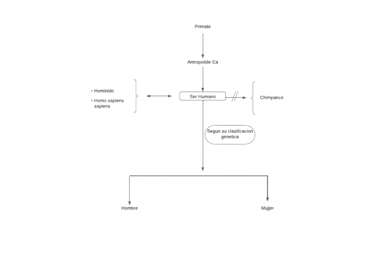 Archivo:Mentefacto ser humano 2.png