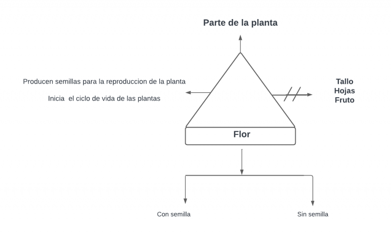 Archivo:Pseudomentefacto Flor.png