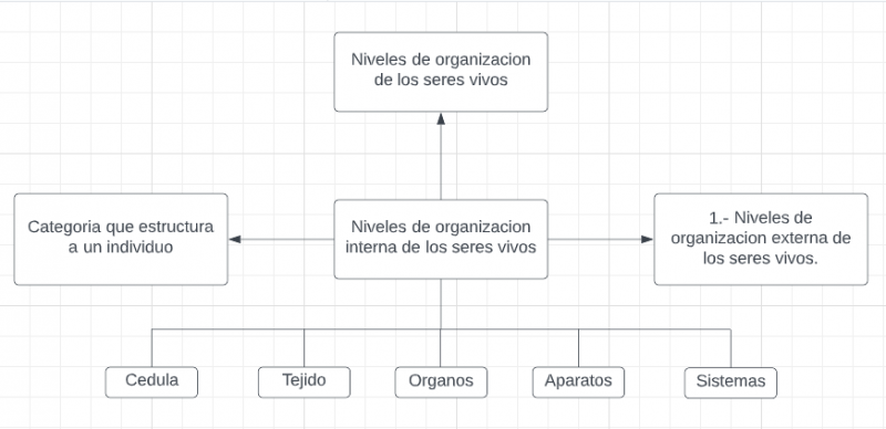 Archivo:Niveles organizacion interna.png