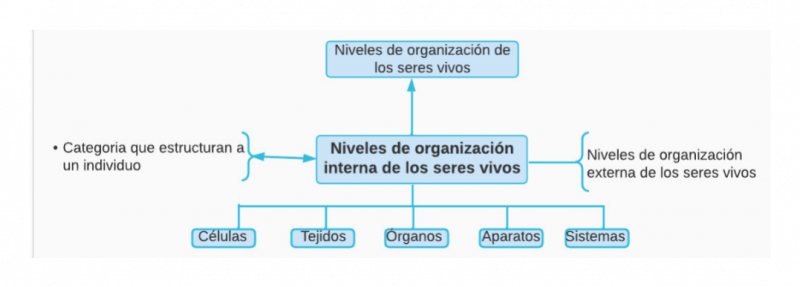 Archivo:Mentefacto N.V. Interna.png